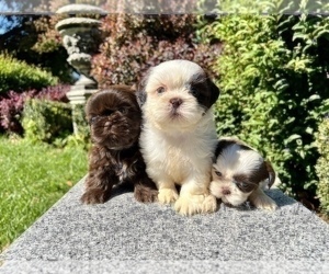 Shih Tzu Litter for sale in HAYWARD, CA, USA