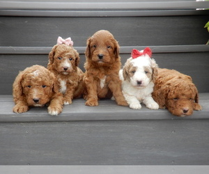 Goldendoodle (Miniature) Litter for sale in MILLERSBURG, OH, USA