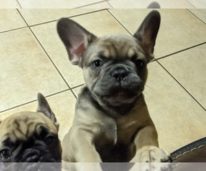 French Bulldog Litter for sale in PORTERVILLE, CA, USA