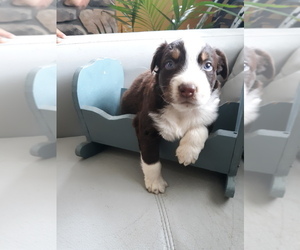 Australian Shepherd Litter for sale in W ALEX, OH, USA