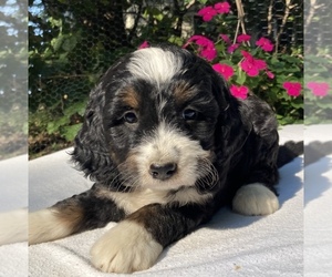 Bernedoodle Litter for sale in WEST GROVE, PA, USA