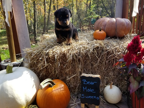 Medium Photo #1 Rottweiler Puppy For Sale in MORGANTOWN, PA, USA