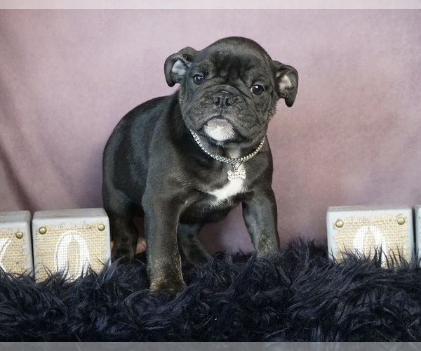 Medium Photo #1 English Bulldog Puppy For Sale in WARSAW, IN, USA
