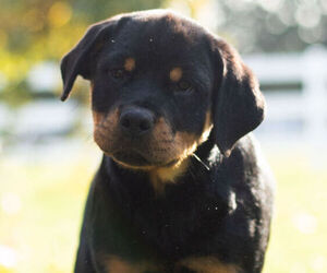 Rottweiler Litter for sale in NAPPANEE, IN, USA