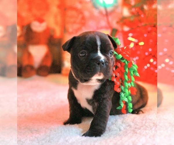 Medium Photo #1 French Bulldog Puppy For Sale in GRAND RAPIDS, MI, USA