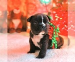 Small Photo #1 French Bulldog Puppy For Sale in GRAND RAPIDS, MI, USA