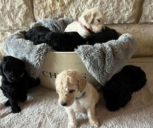 Goldendoodle Litter for sale in GATESVILLE, TX, USA