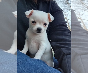 Chihuahua Litter for sale in MOUNT AIRY, NC, USA