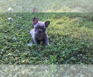 French Bulldog Litter for sale in SUGARCREEK, OH, USA