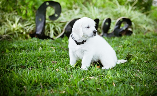 Medium Photo #1 Golden Retriever Puppy For Sale in LA PORTE, TX, USA
