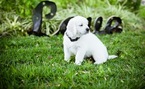 Small Photo #1 Golden Retriever Puppy For Sale in LA PORTE, TX, USA