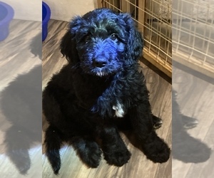 Goldendoodle Litter for sale in ROBINSON, IL, USA