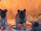 Small Photo #1 Belgian Malinois Puppy For Sale in VALLEJO, CA, USA