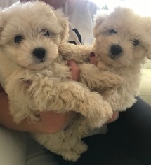 Maltese Litter for sale in VAB, VA, USA