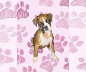 Boxer Litter for sale in CHICAGO, IL, USA