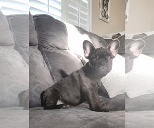 French Bulldog Litter for sale in RIVERBANK, CA, USA
