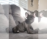 Small Photo #1 French Bulldog Puppy For Sale in RIVERBANK, CA, USA