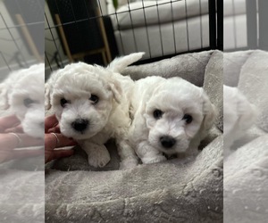 Bichon Frise Litter for sale in VANCOUVER, WA, USA