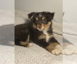 Small Australian Shepherd