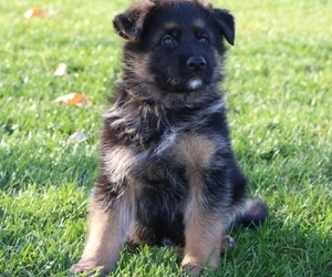 German Shepherd Dog Litter for sale in MILFORD, IN, USA