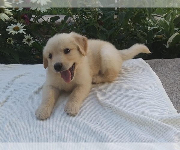 Medium Photo #1 Golden Retriever Puppy For Sale in MOBERLY, MO, USA