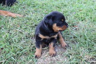 Rottweiler Litter for sale in PRIMM SPRINGS, TN, USA