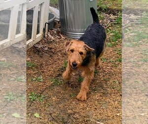 Airedale Terrier Litter for sale in TONGANOXIE, KS, USA
