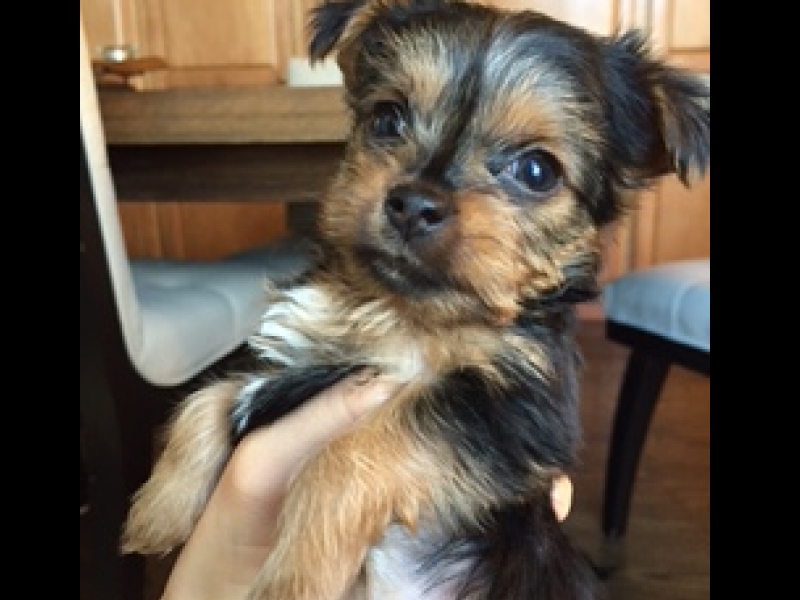 Medium Photo #1 Yorkshire Terrier Puppy For Sale in ENGLEWOOD, CO, USA