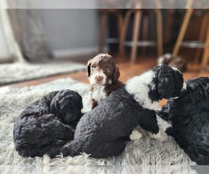 Bernedoodle Litter for sale in GOSHEN, IN, USA