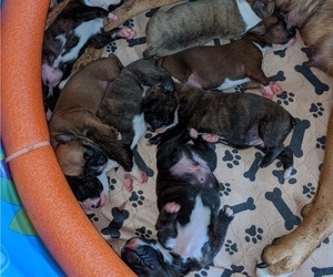 Boxer Litter for sale in LELAND, NC, USA