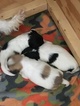 Small Photo #1 Coton de Tulear Puppy For Sale in MEMPHIS, IN, USA