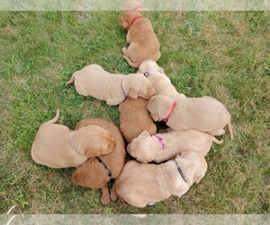 Labradoodle Litter for sale in LONG PRAIRIE, MN, USA