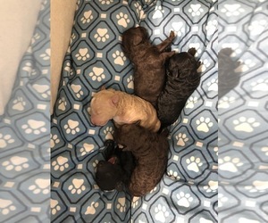 Poodle (Miniature) Litter for sale in NEW RICHLAND, MN, USA