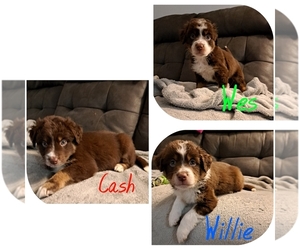 Australian Shepherd Litter for sale in LENOIR, NC, USA