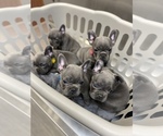 Small Photo #1 French Bulldog Puppy For Sale in GLENDALE, CA, USA