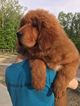 Small Photo #1 Tibetan Mastiff Puppy For Sale in SHEFFIELD LAKE, OH, USA