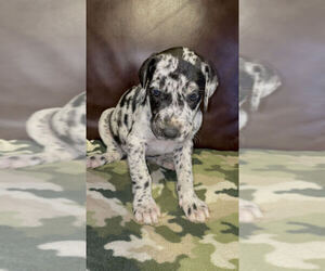 Great Dane Litter for sale in BARSTOW, CA, USA