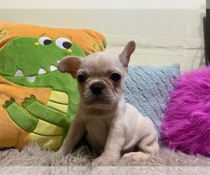 French Bulldog Litter for sale in HIALEAH, FL, USA