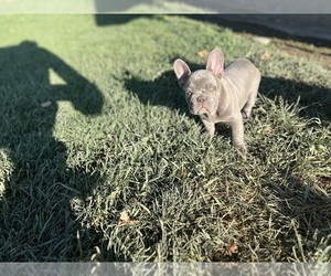 French Bulldog Litter for sale in DELTA, CO, USA