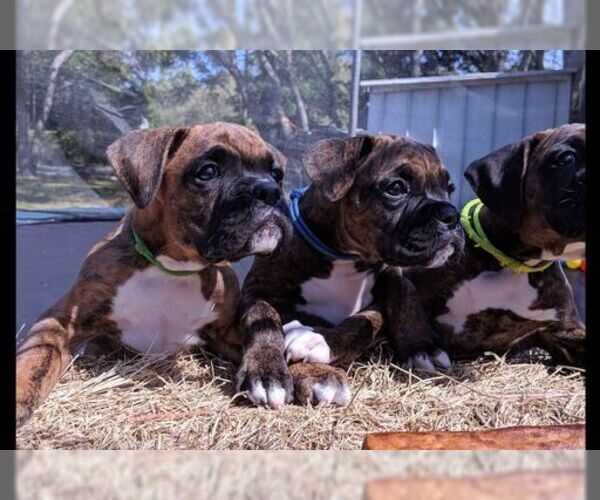 Medium Photo #1 Boxer Puppy For Sale in NEW PORT RICHEY, FL, USA