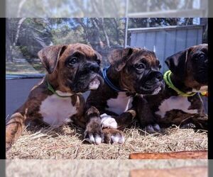 Boxer Litter for sale in NEW PORT RICHEY, FL, USA