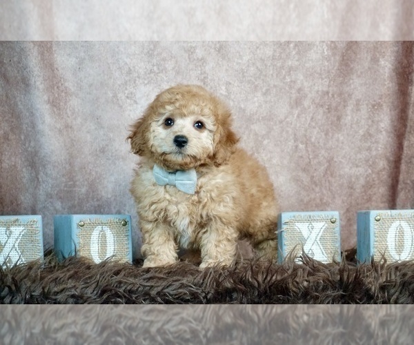Medium Photo #1 Aussie-Poo Puppy For Sale in WARSAW, IN, USA