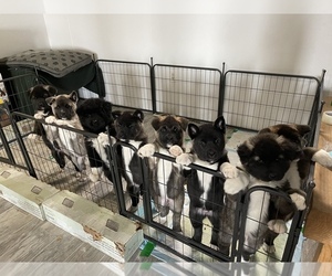 Akita Litter for sale in ONTARIO, OR, USA