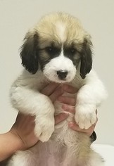 Pyredoodle Litter for sale in GRAND SALINE, TX, USA
