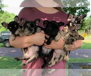 French Bulldog Litter for sale in MONETT, MO, USA