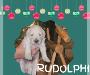 Goldendoodle Litter for sale in ATHENS, TN, USA