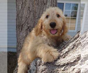 Goldendoodle Litter for sale in FALCON, CO, USA