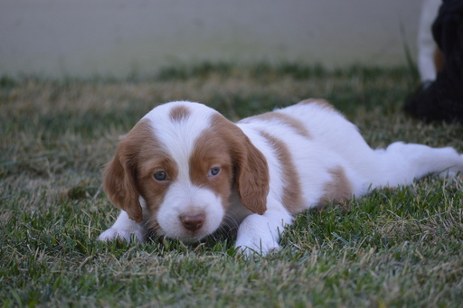 Medium Photo #1 Brittany Puppy For Sale in RIGBY, ID, USA