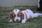 Small Photo #1 Brittany Puppy For Sale in RIGBY, ID, USA