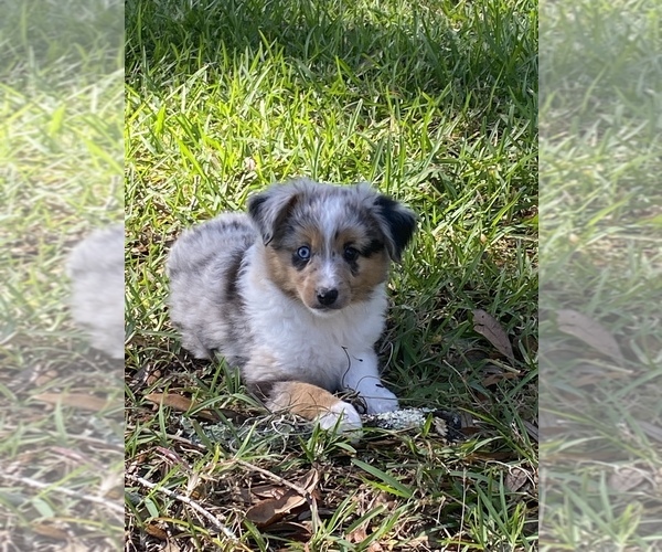 Medium Photo #1 Miniature Australian Shepherd Puppy For Sale in ANTHONY, FL, USA
